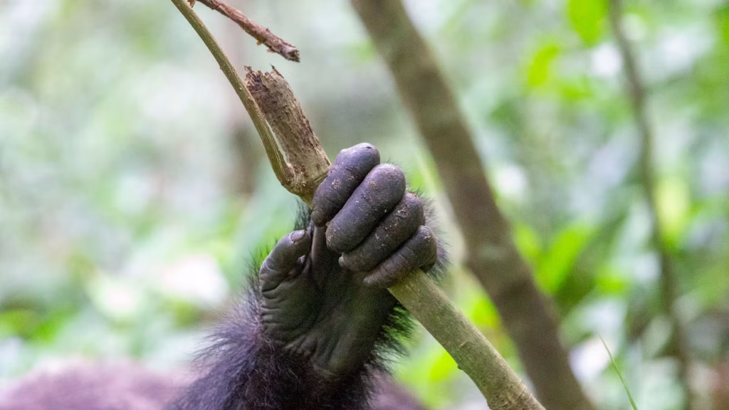 Guerre civile entre chimpanzés sauvages observée en Ouganda, tensions croissantes sur leur habitat.