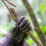 Guerre civile entre chimpanzés sauvages observée en Ouganda, tensions croissantes sur leur habitat.