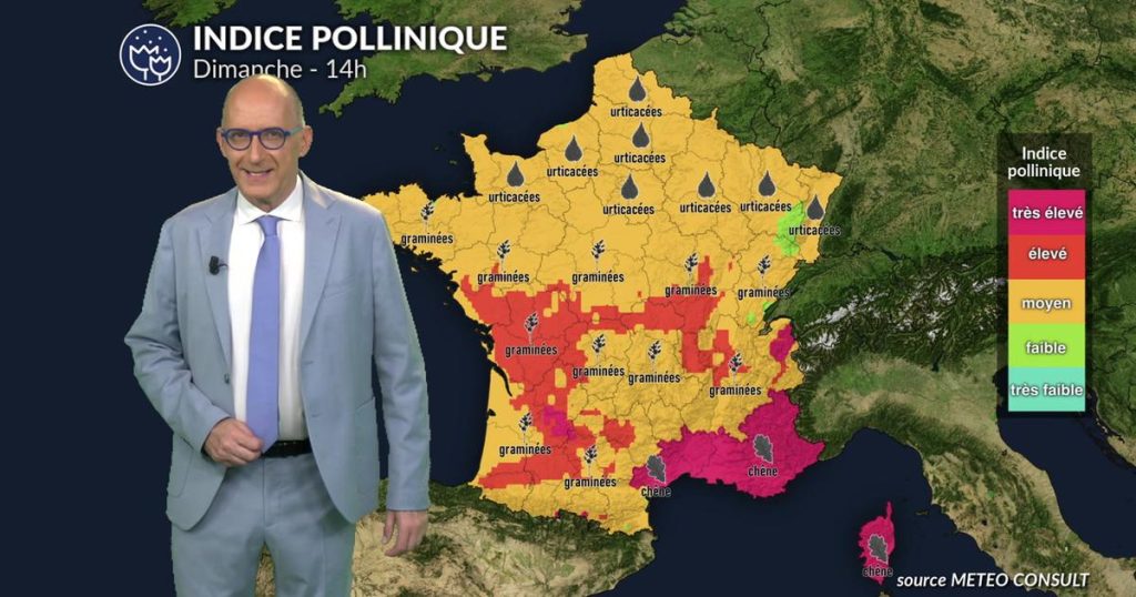 Pollens et allergies : la chaleur favorise la prolifération des allergènes en France.