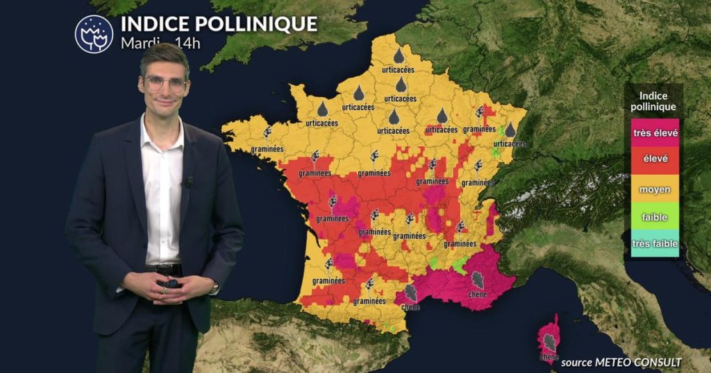 Vague de chaleur : dispersion active des pollens de graminées observée en France.