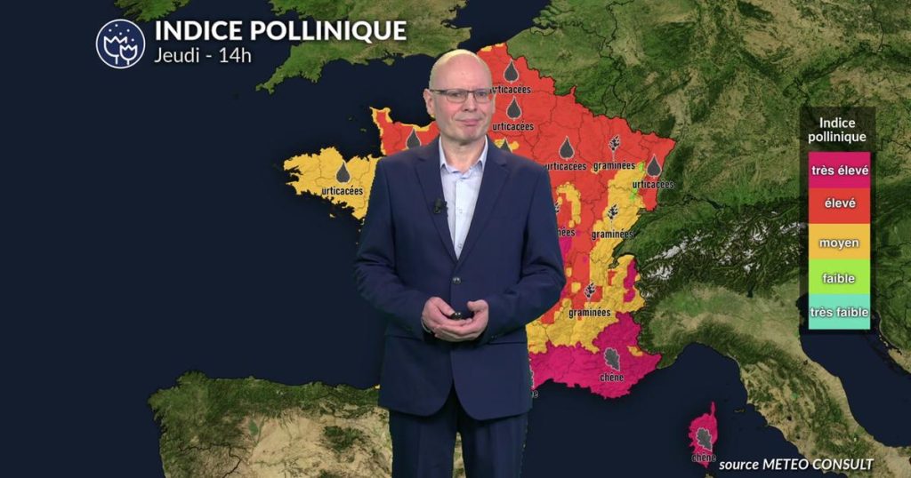 Canicule : les niveaux de pollen des graminées et cyprès atteignent des seuils critiques dans le sud et l’ouest.