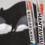 Ushuaïa : capture de rats pour lutter contre l’épidémie de Hantavirus