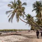 Jinack, l’île gambienne, devient un refuge pour les candidats à l’exil en Afrique.