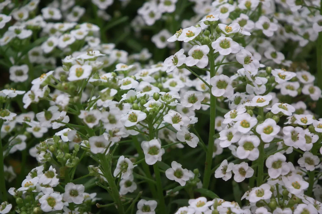 Semis de Nigelle de Damas et d’Alysse maritime pour des fleurs abondantes en juin