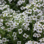 Semis de Nigelle de Damas et d’Alysse maritime pour des fleurs abondantes en juin