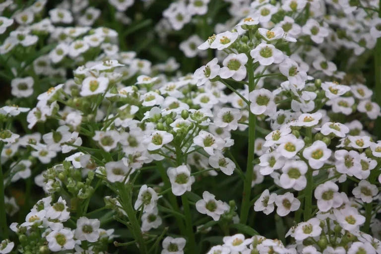 Semis de Nigelle de Damas et d’Alysse maritime pour des fleurs abondantes en juin