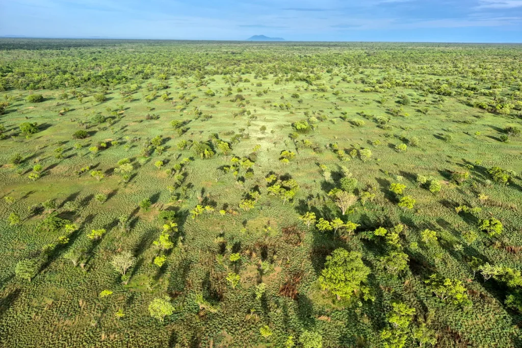 Le Soudan du Sud sollicite l’Unesco pour protéger ses antilopes menacées.