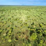 Le Soudan du Sud sollicite l&rsquo;Unesco pour protéger ses antilopes menacées.