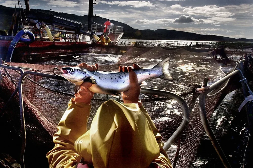 Le saumon en élevage intensif menace les écosystèmes marins, selon les experts.