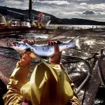 Le saumon en élevage intensif menace les écosystèmes marins, selon les experts.