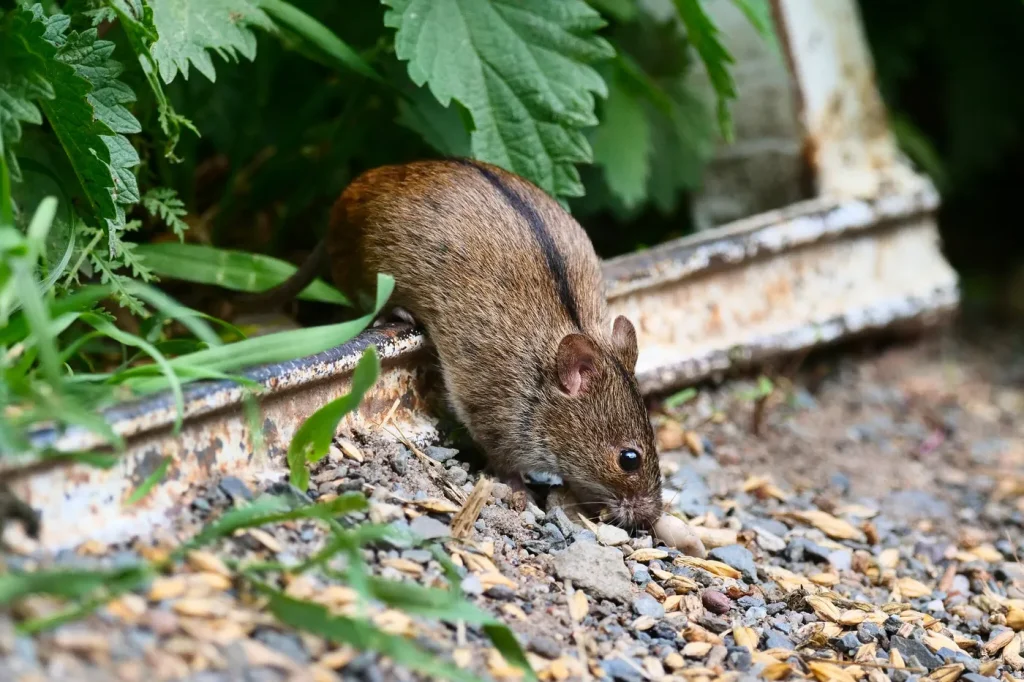 Hantavirus : les rongeurs comme vecteurs de maladies transmissibles à l’homme