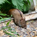 Hantavirus : les rongeurs comme vecteurs de maladies transmissibles à l&rsquo;homme