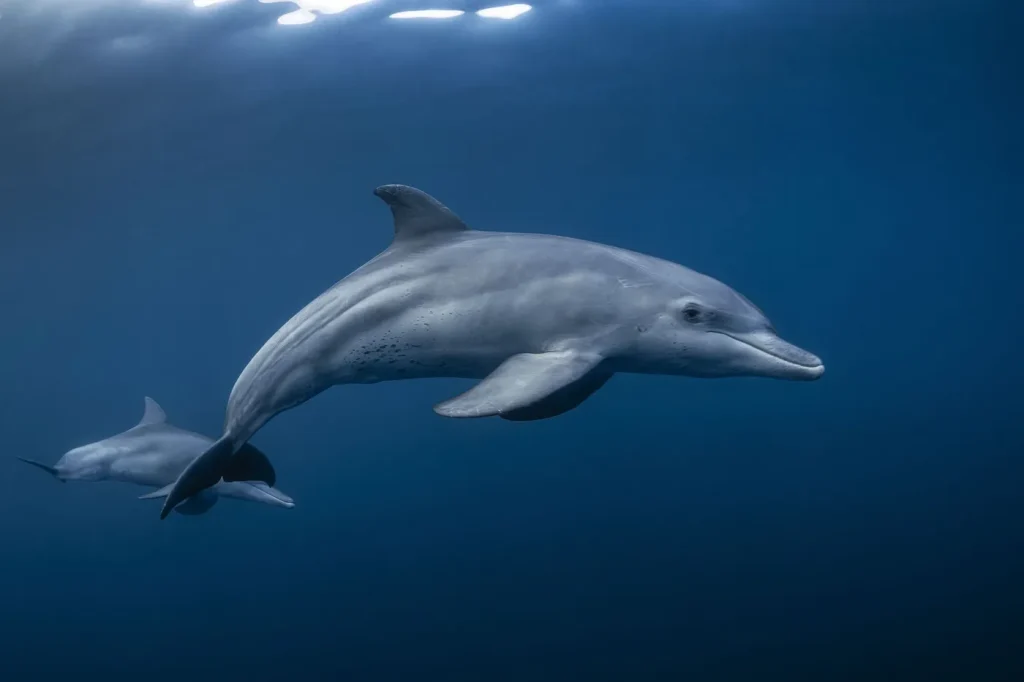 Guerre au Moyen-Orient : des dauphins kamikazes observés dans le détroit d’Ormuz