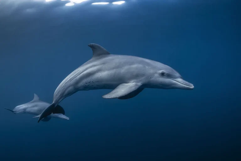 Guerre au Moyen-Orient : des dauphins kamikazes observés dans le détroit d’Ormuz