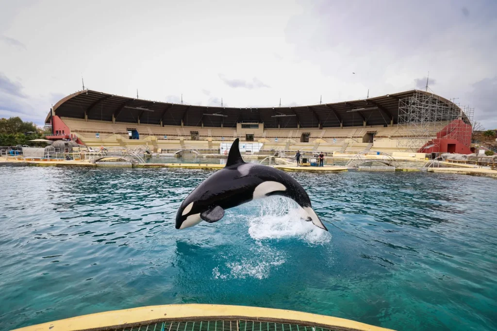 Transfert des orques et dauphins de Marineland vers l’Espagne prévu avant fin juin