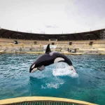 Transfert des orques et dauphins de Marineland vers l&rsquo;Espagne prévu avant fin juin