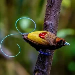 Exposition au Musée du Quai-Branly : exploration des oiseaux de paradis du monde entier