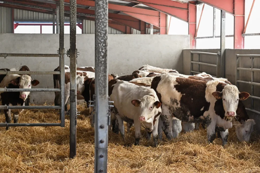 Développement d’un vaccin contre la dermatose bovine par des chercheurs européens