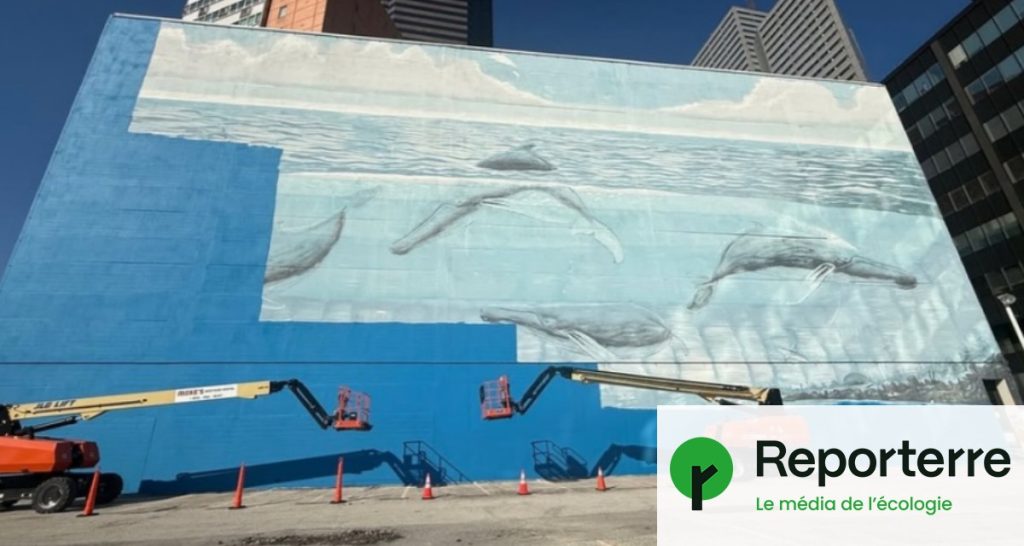 Mondial 2026 : destruction d’une fresque de baleines pour la préparation de la Coupe du monde