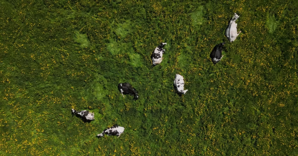 Religieuses rebelles et vaches écolières : récits insolites de la France contemporaine