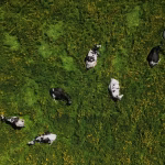 Religieuses rebelles et vaches écolières : récits insolites de la France contemporaine