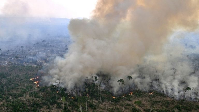 Près de deux tiers de la forêt amazonienne menacés de transformation en savane sèche, selon une étude.