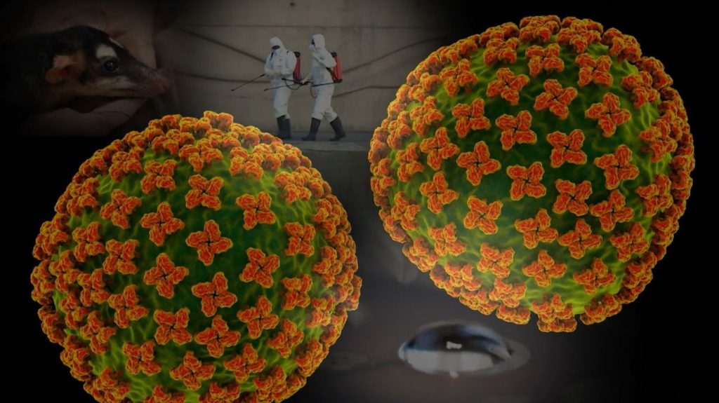 Hantavirus : des laboratoires avancent sur le développement d’un vaccin.