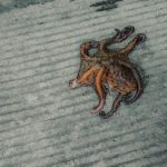 Le poulpe devient la première espèce vendue dans certaines criées bretonnes, coûtant peu en gasoil.