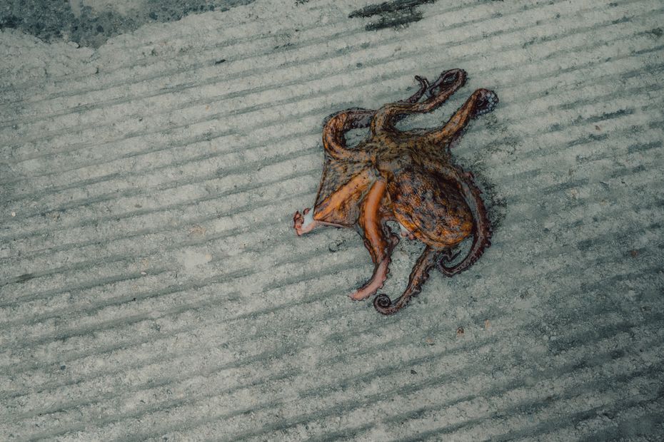 Le poulpe devient la première espèce vendue dans certaines criées bretonnes, coûtant peu en gasoil.