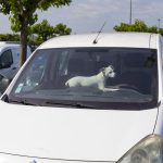 Vague de chaleur : réglementation sur le bris de vitre pour sauver un animal en danger