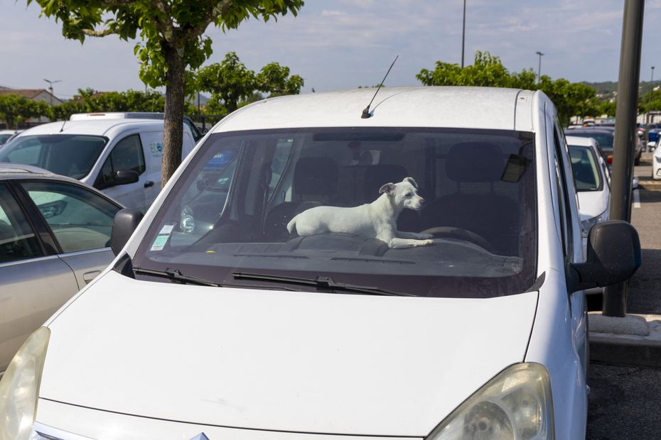 Vague de chaleur : réglementation sur le bris de vitre pour sauver un animal en danger