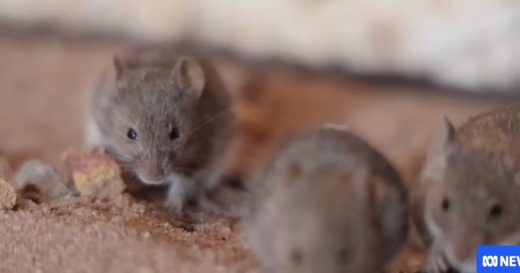 Des millions de souris envahissent l’ouest de l’Australie, perturbant l’agriculture locale.