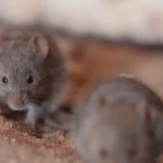 Des millions de souris envahissent l&rsquo;ouest de l&rsquo;Australie, perturbant l&rsquo;agriculture locale.