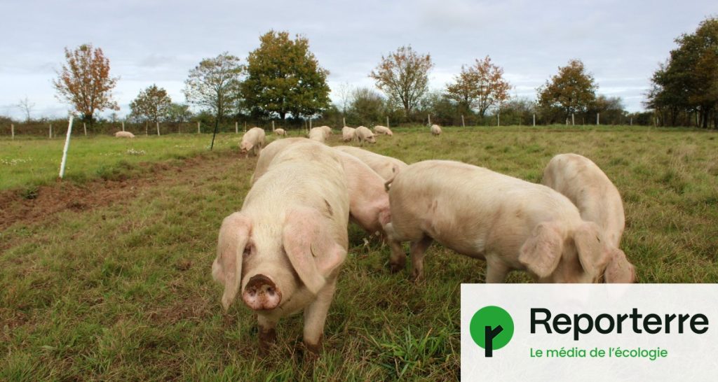 Les éleveurs de cochons des Blancs de l’Ouest obtiennent gain de cause contre l’extrême droite.