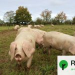 Les éleveurs de cochons des Blancs de l’Ouest obtiennent gain de cause contre l’extrême droite.