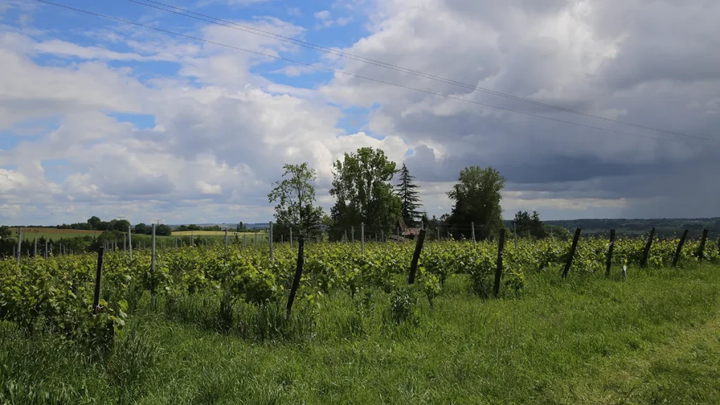 Berticot inaugure un vignoble expérimental pour explorer de nouvelles techniques viticoles.