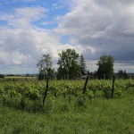 Berticot inaugure un vignoble expérimental pour explorer de nouvelles techniques viticoles.