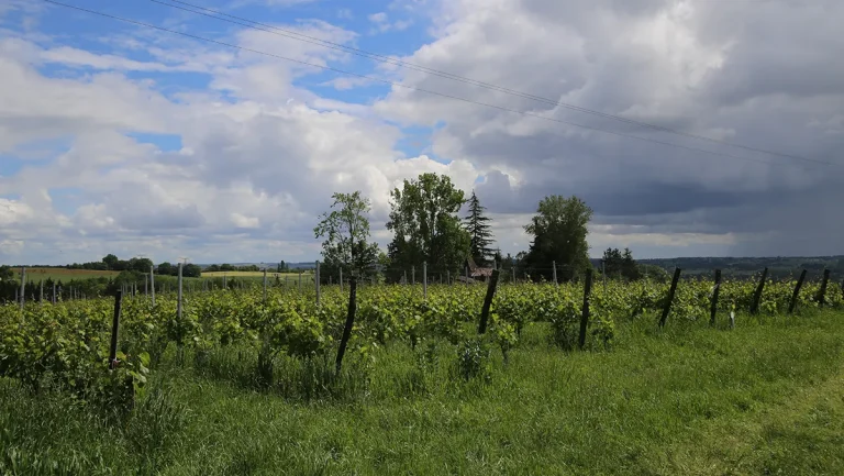 Berticot inaugure un vignoble expérimental pour explorer de nouvelles techniques viticoles.