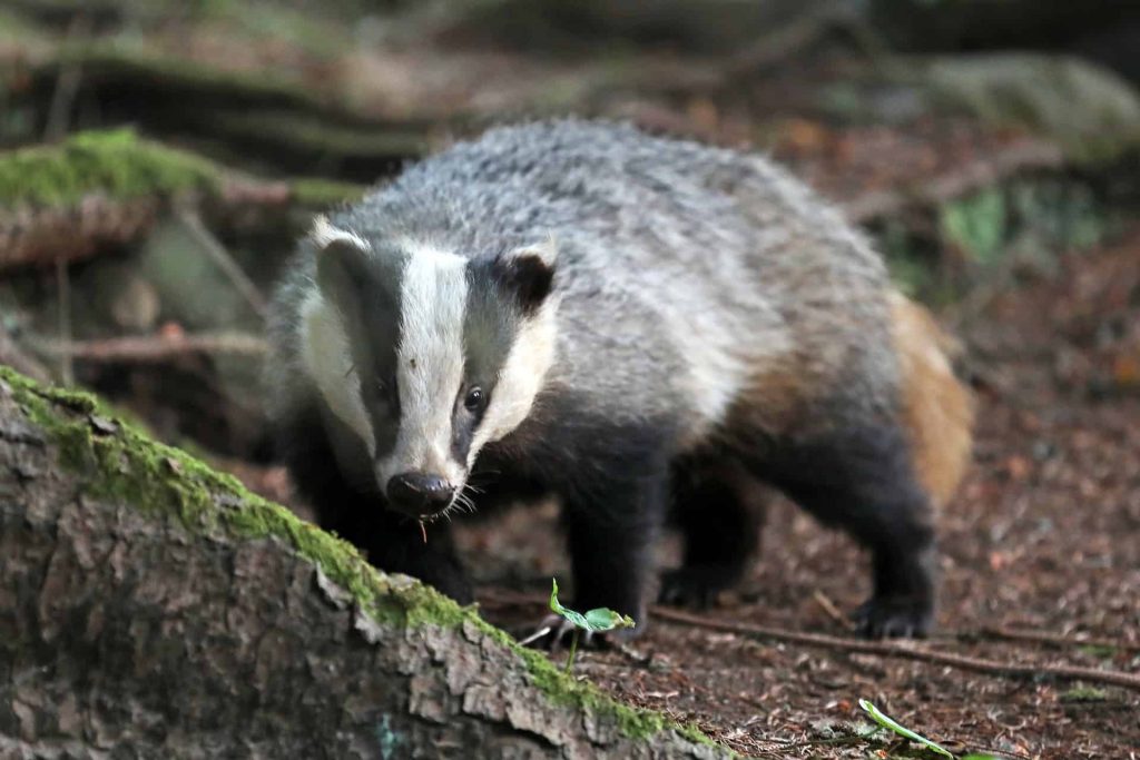 Journée mondiale des blaireaux : sensibilisation à la conservation des espèces menacées.