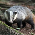 Journée mondiale des blaireaux : sensibilisation à la conservation des espèces menacées.