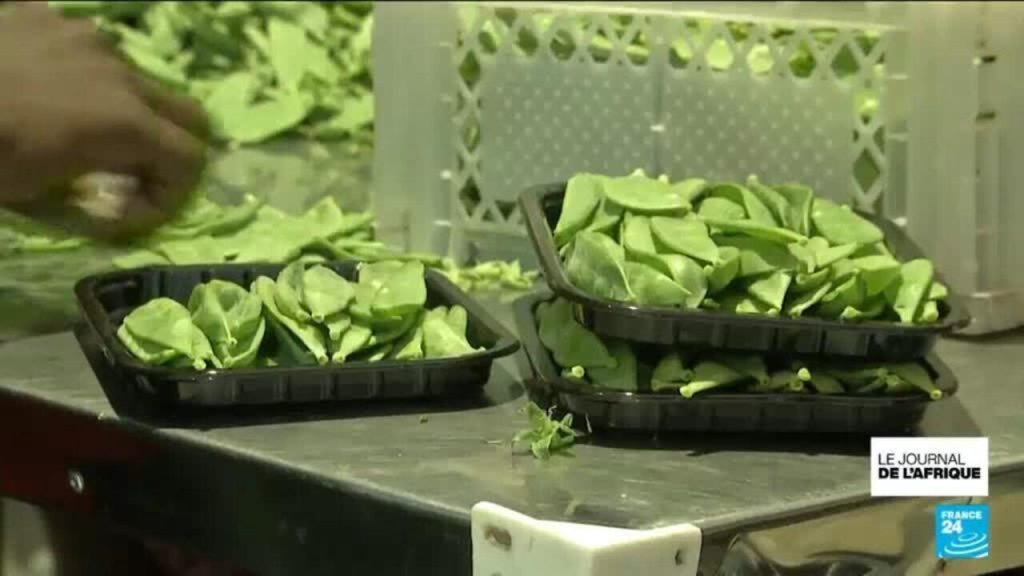 Zimbabwe : la guerre au Moyen-Orient réduit les exportations de fleurs nationales.