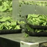 Zimbabwe : la guerre au Moyen-Orient réduit les exportations de fleurs nationales.