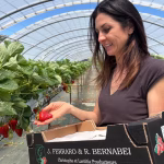 Fraises de Carros en péril : baisse des producteurs et absence de relève dans la plaine du Var.
