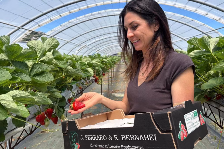 Fraises de Carros en péril : baisse des producteurs et absence de relève dans la plaine du Var.