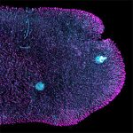Trichoplax, organisme sans muscles ni neurones, coordonne ses mouvements de manière surprenante.