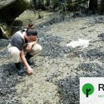 Les épaves de résine et de fibres de verre polluent les mers et menacent la faune marine.