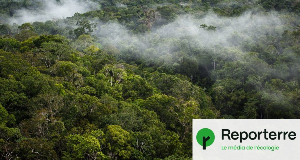 Déforestation en Amazonie atteint son niveau le plus bas depuis 2019, selon les données officielles.