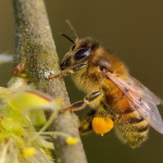 Abeilles du Valais résistent à la pollution par métaux lourds dans leur habitat.
