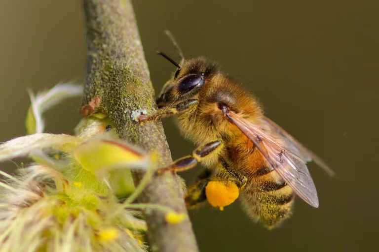 Abeilles du Valais résistent à la pollution par métaux lourds dans leur habitat.
