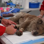 L&rsquo;Australie recrute un chien pour renforcer la recherche de koalas en danger.